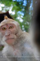 Monkey Selfie. Indonesia