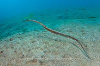 Slender filefish. Bali, Indonesia.