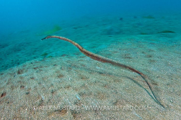 Slender filefish. Bali, Indonesia.