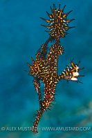 Mating Ghost Pipefish