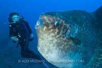 Diver And Sunfish. Indonesia