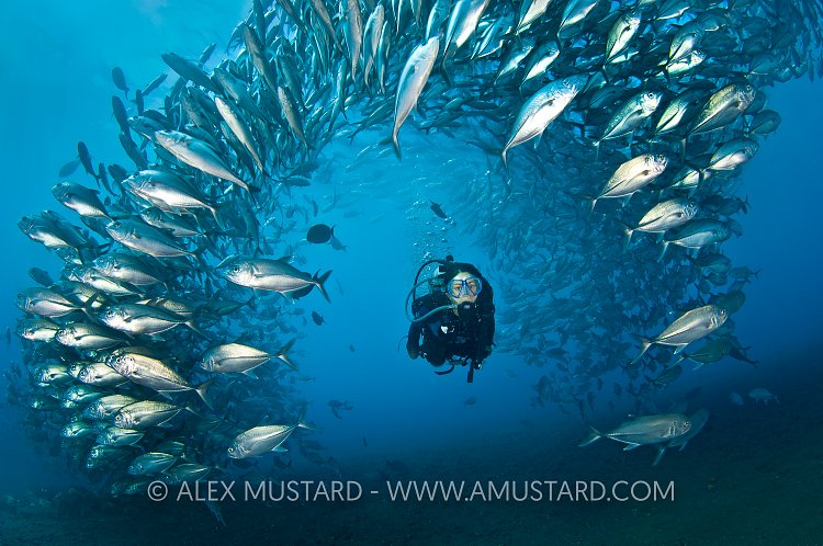 Diver and Jacks. Bali, Indonesia