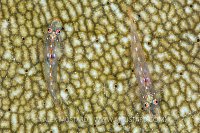 Flathead Gobies. Indonesia