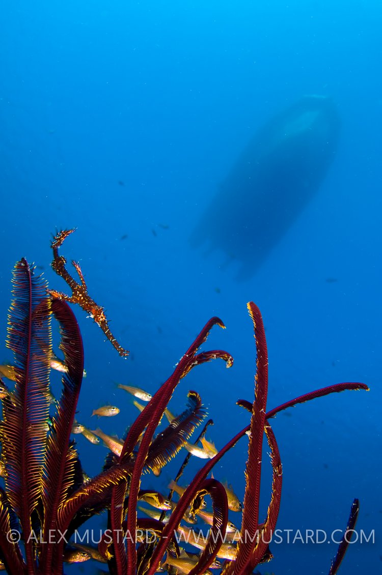 Male ornate ghost pipefish. Bali, Indonesia.