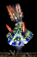 Nudibranch Portrait. Indonesia