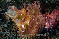 Weedy Scorpionfish Pair. Indonesia