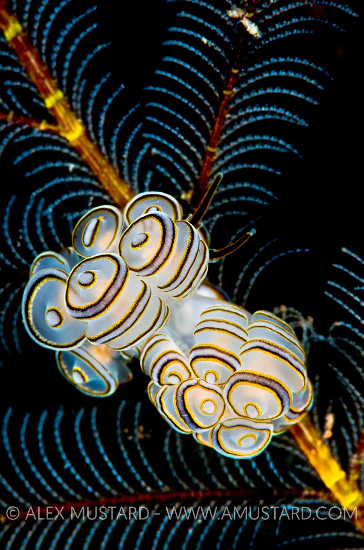 Undescribed Nudibranchs. Bali.