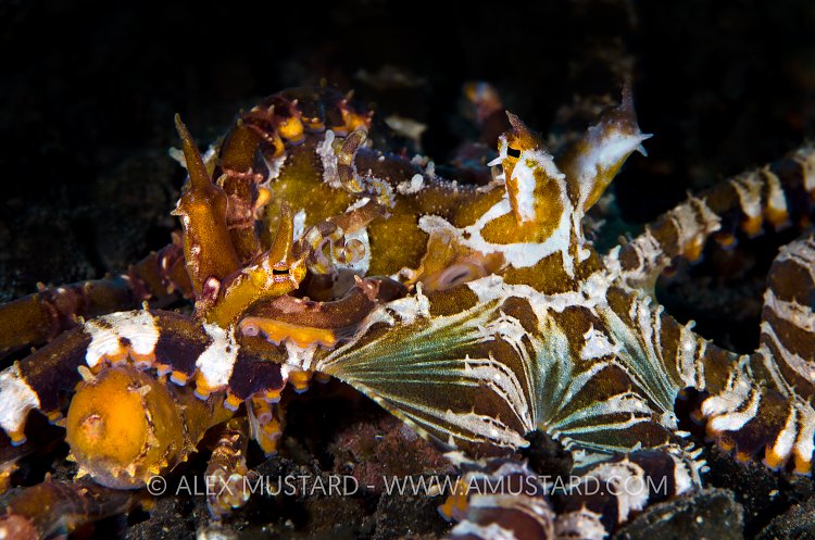 Wonderpus Mating. Bali, Indonesia.