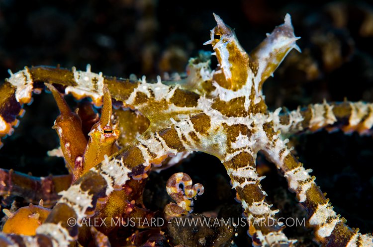 Wonderpus Courtship. Bali, Indonesia.