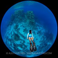 Snorkelling Towards The Reef. Egypt