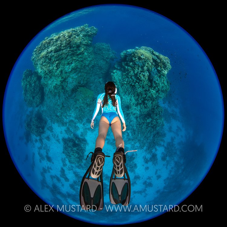 Snorkelling Towards The Reef. Egypt