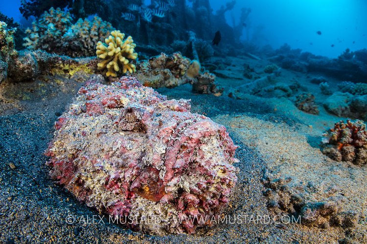 Stonefish On Wreck. Egypt