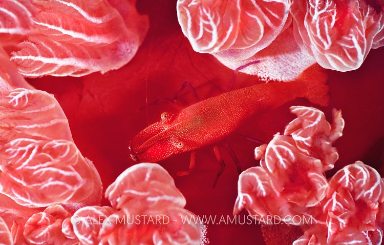 Shrimp On Nudibranch. Egypt