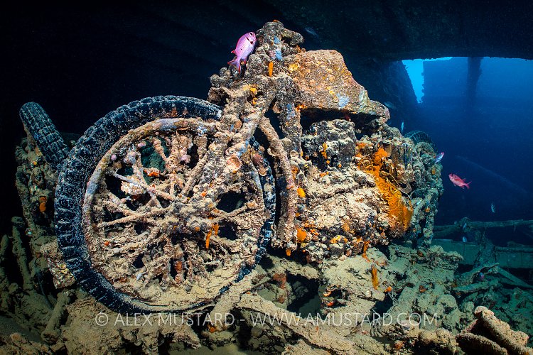 MotorBike With Soldierfish. Egypt