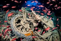 MotorBikes With Soldierfish. Egypt