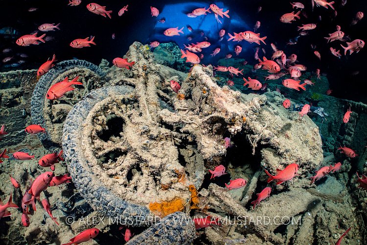 MotorBikes With Soldierfish. Egypt