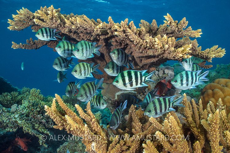 Sergeants Sheter In Coral. Egypt.
