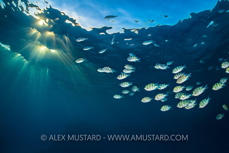 Sergeants With Dappled Light. Egypt.