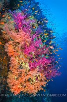 Colourful Reef Wall. Egypt