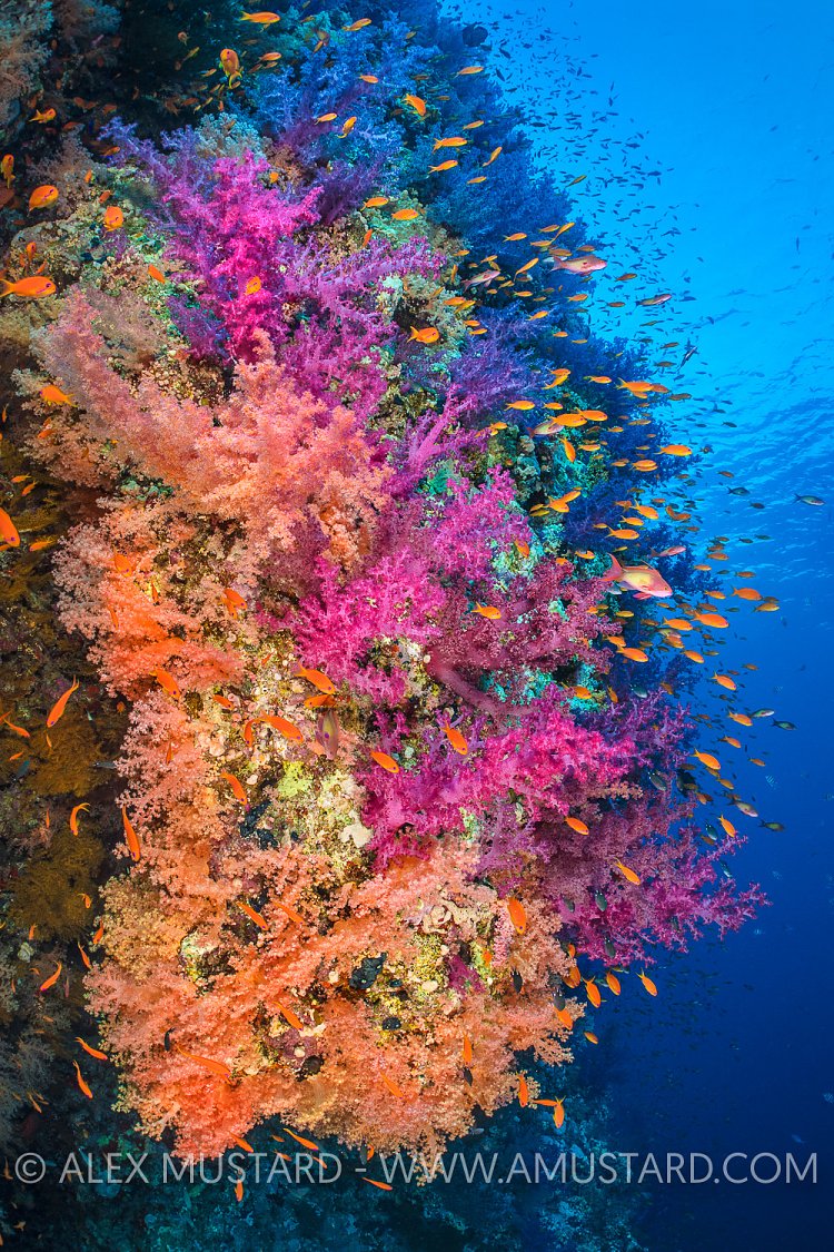 Colourful Reef Wall. Egypt