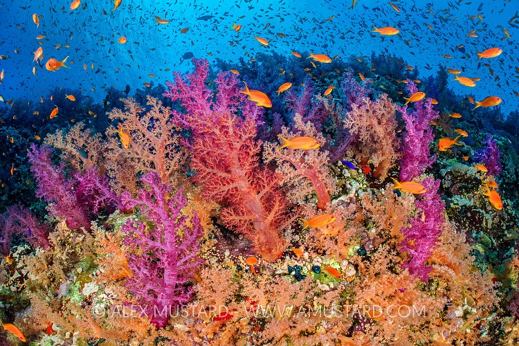 Colourful Reef Wall. Egypt