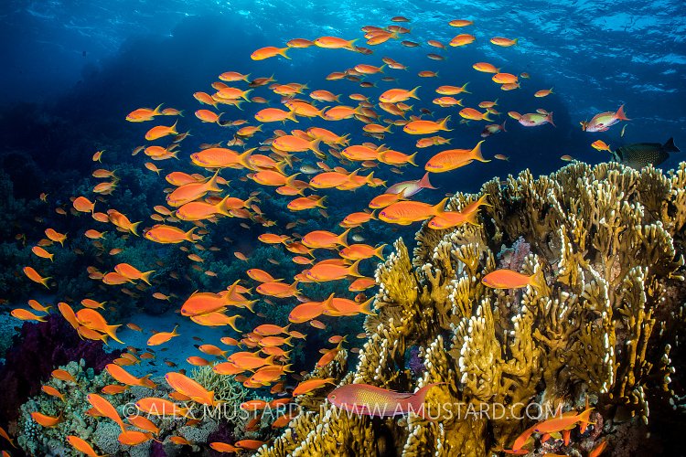 Busy Reef Scene. Egypt