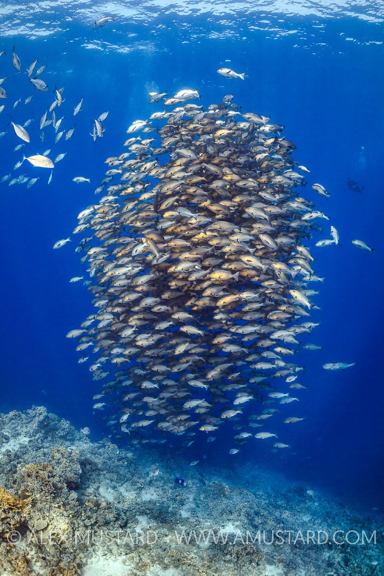 Bohar Snapper School. Egypt
