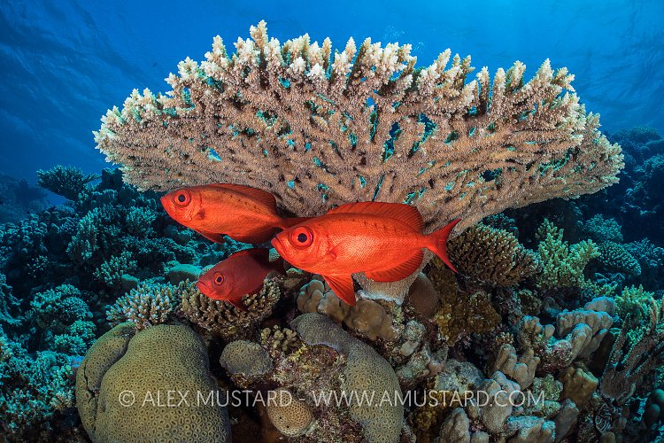 Sheltering Bigeyes. Egypt