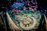 Motorbikes With Soldierfish. Egypt