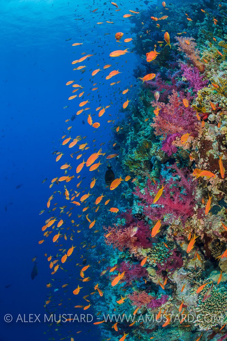 Coral Reef Wall. Egypt