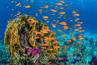 Anthias Covered Reef. Egypt