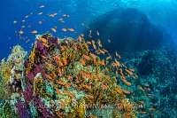Thriving Reef Scene. Egypt