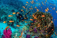 Diver And Colourful Reef. Egypt