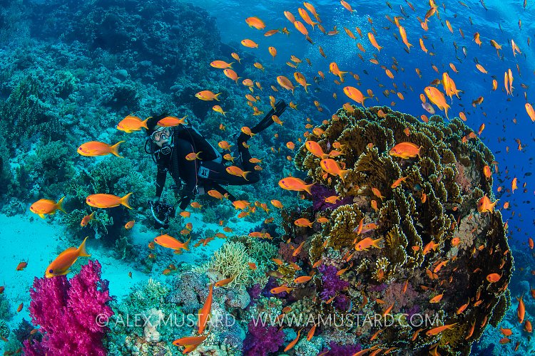 Diver And Colourful Reef. Egypt