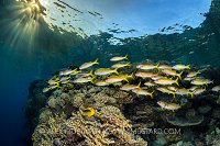 Goatfish At Dusk. Egypt