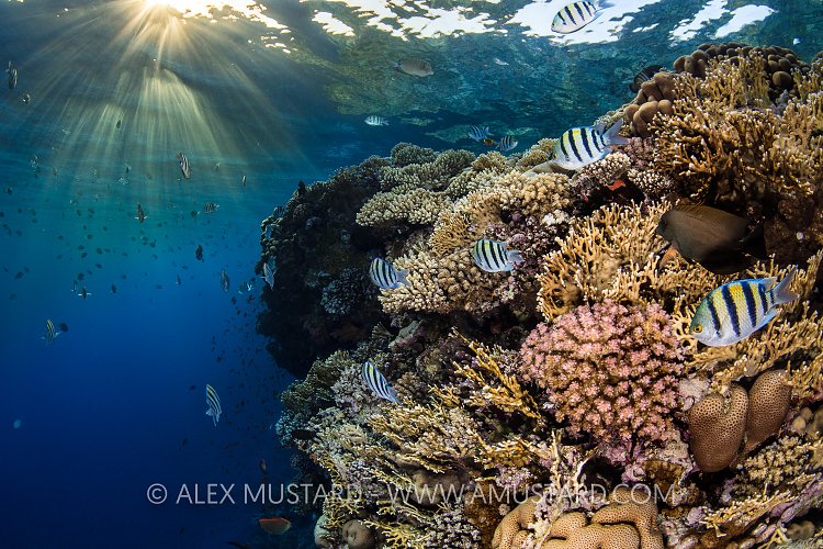 Reef Wall At Sunset. Egypt