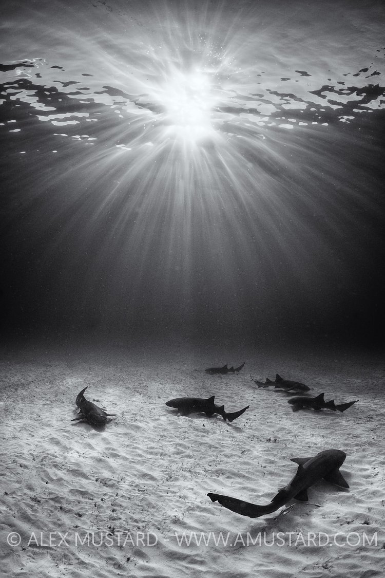 Nurse Sharks In Shallow Water. Bahamas