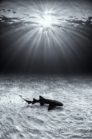 Nurse Shark In Shallow Water. Bahamas
