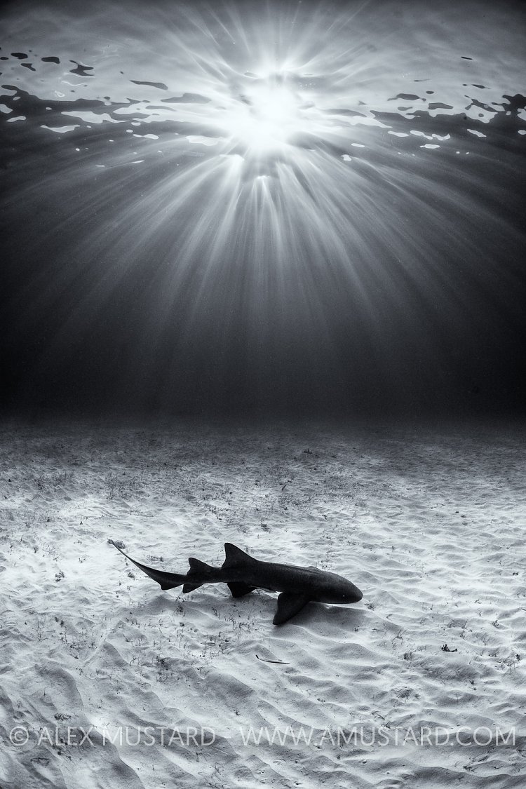 Nurse Shark In Shallow Water. Bahamas
