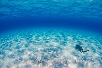 Nurse Shark In Shallow Water. Bahamas