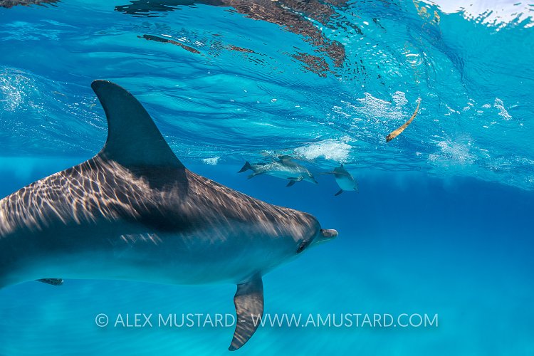 Dolphins At Surface. Bahamas