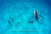 Dolphins Playing. Bahamas