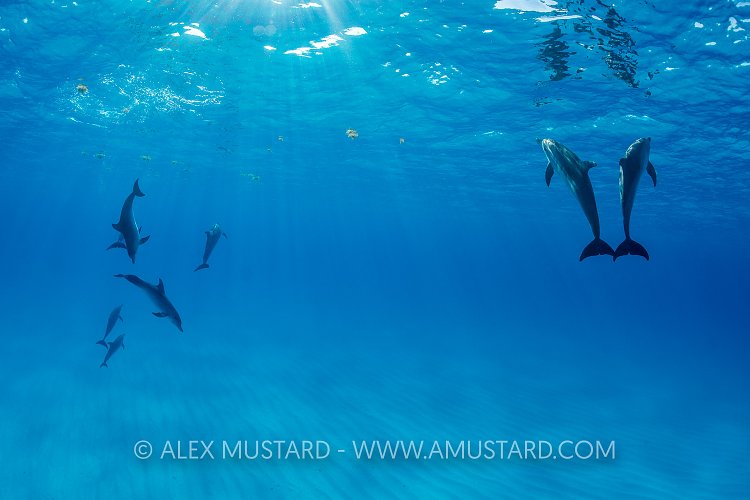 Dolphin Ballet. Bahamas