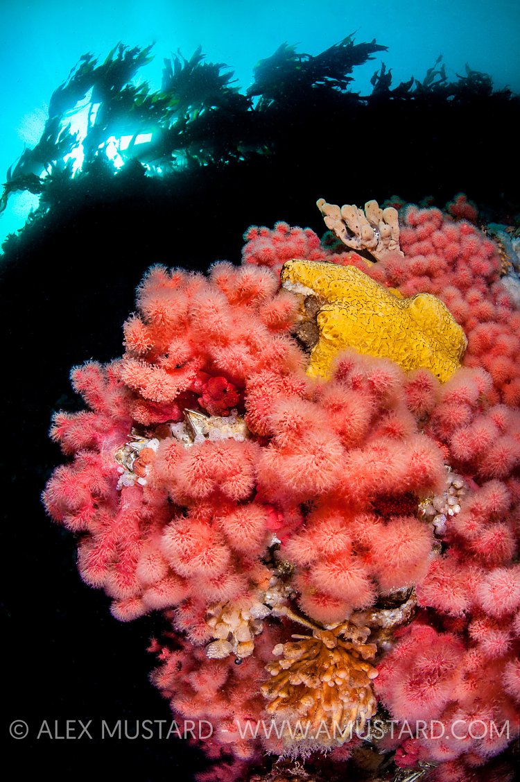 Red Soft Coral. Canada