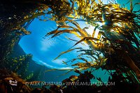 Kelp Forest In Sun. Canada