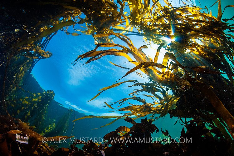 Kelp Forest In Sun. Canada