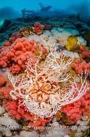 Basket Star Outstretched. Canada