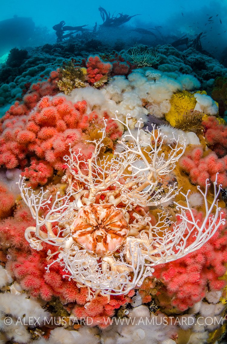Basket Star Outstretched. Canada