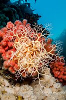Basket Star Outstretched. Canada