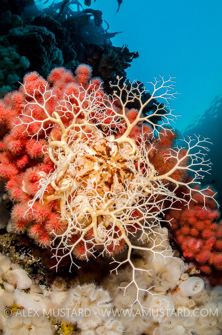 Basket Star Outstretched. Canada